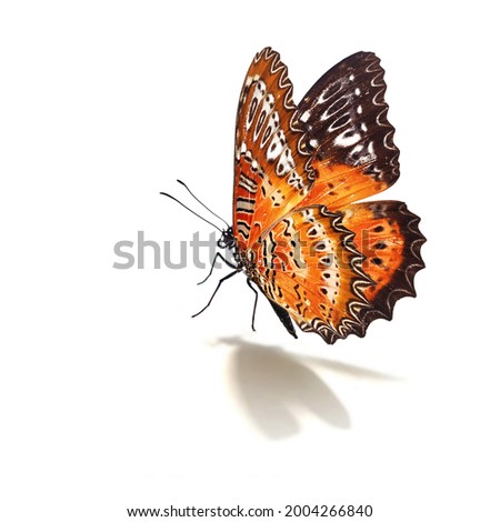 Beautiful red butterfly flying isolated on white background