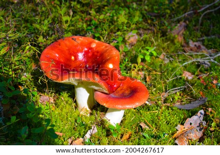 Edible forest mushrooms. Russula. Two white mushrooms with red caps. 