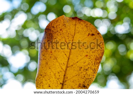 A standing out yellow leaf in front of beautiful bokeh of tree leaves behind