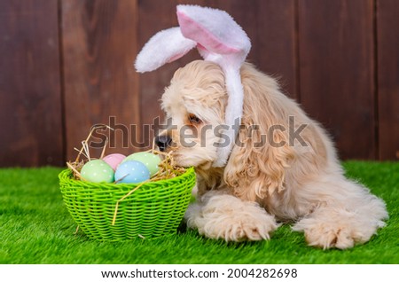 n American cocker spaniel lying on a green grass lawn in pink bunny ears and sniffing a basket full of eggs. Happy easter concept 
