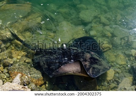 A short tailed black stingray has come into the shallows, one of its wings is out of the water Royalty-Free Stock Photo #2004302375