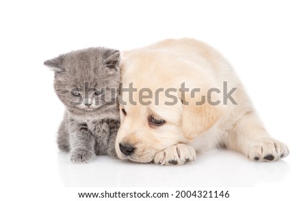 Cute Golden retriever puppy dog and tiny kitten lying together. isolated on white background.