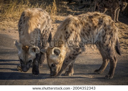Spotted hyaena cubs,Kruger National park in South Africa