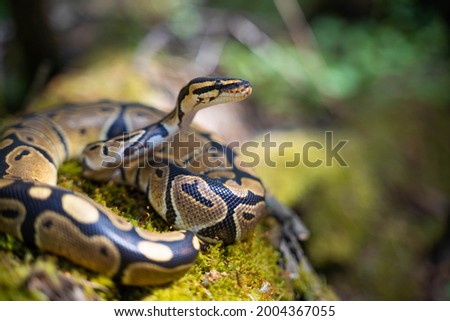 The royal python looks up close-up. Reptile in the terrarium. Royalty-Free Stock Photo #2004367055