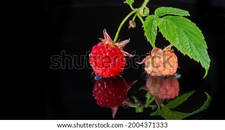 Raspberry is an edible soft fruit, akin to blackberries, consisting of a cluster of reddish-pink drupes. the plant that yields the raspberry, forming tall, stiff, prickly stems.