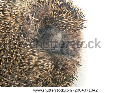 cute European hedgehog sleeps and stuck out its legs on a white background. Animal world