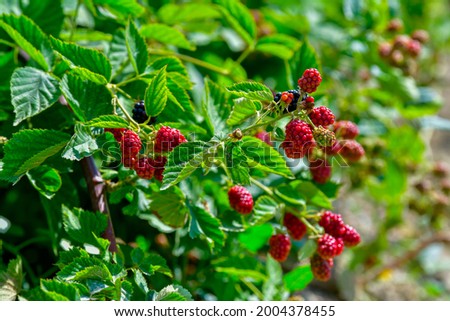 Fresh raspberry on branch of tree, black ripe and red unripe raspberry. Healthy fruit.