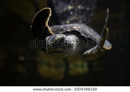 Sea turtle swims in dark water at the bottom of the ocean