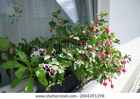 Flower box with winter-hardy red-violet fuchsia and white-violet viols. Berlin, Germany