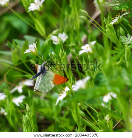 Orange-tip White (Anthocharis cardamines, male) butterfly in flight (moment of landing, the wave of the wings), feeds on nectar on Wood stitchwort (Stellaria nemorum). May, North-eastern Europe