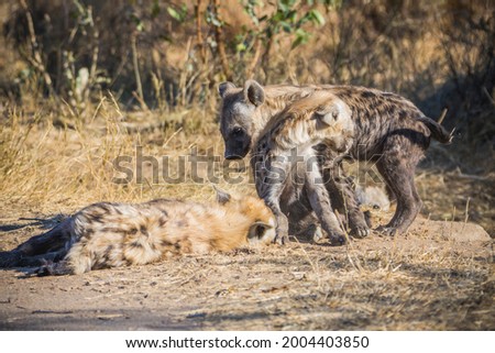 Spotted hyaena cubs in Kruger National park in South Africa