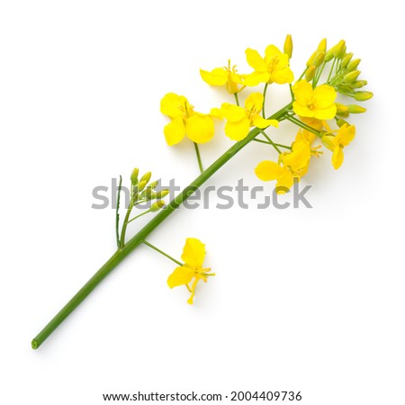 Rapeseed isolated on white background. Canola flower. Brassica napus. Top view Royalty-Free Stock Photo #2004409736