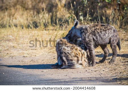 Spotted hyaena cubs in Kruger National park in South Africa
