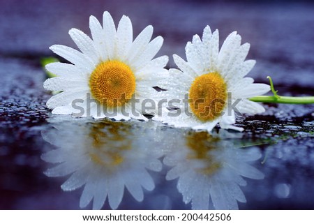  Nature concept: wet daisies, couple flower, meadow in dew drops                     