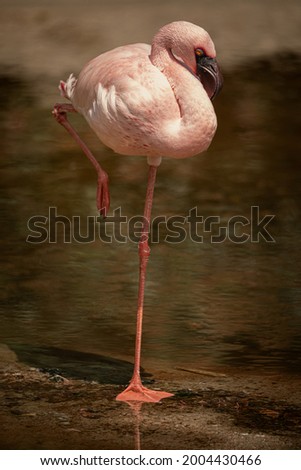 Close up photo of Flamingo standing on one leg. Small lake in background. Natural background.