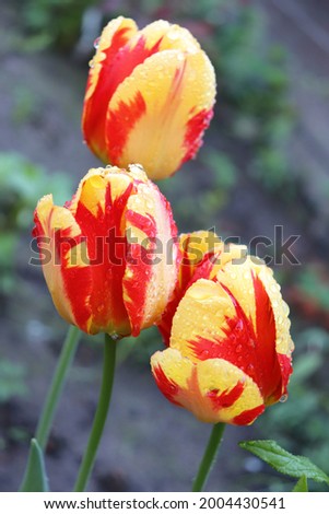 Red and orange color with yellow flame on top of petals Triumph Tulips (Tulipa) Holland Queen flower in a garden in May 2021ю Idea for postcards, greetings, invitations, posters and decoration