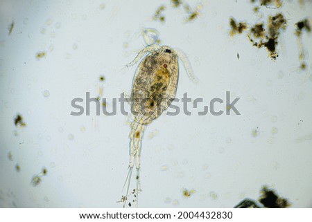 Copepod Cyclops is small crustacean found in freshwater pond. Zooplankton, micro crustacean under the light microscope. Magnification of 100 times, microscope objective 10 Royalty-Free Stock Photo #2004432830