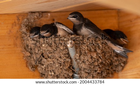 Hirundo rustica, baby birds watching out of the nest