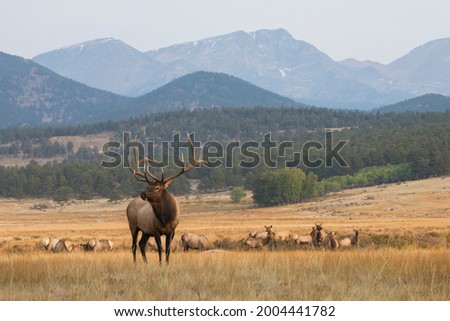 Rocky Mountain elk herd. Nature, Fauna Royalty-Free Stock Photo #2004441782