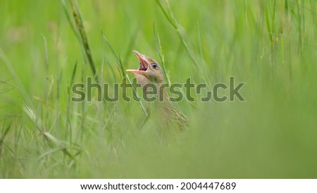 crex crex, singing with its head up, small bird, very fragile and beautiful in the nature