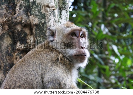 close up of monkey in mount tidar magelang city Royalty-Free Stock Photo #2004476738