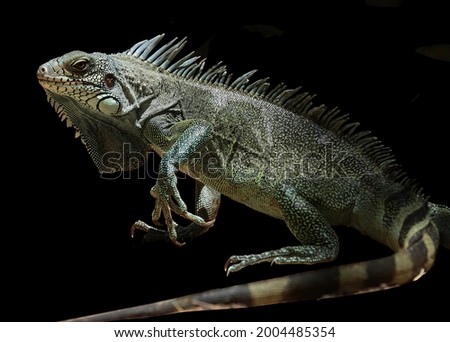 French Guiana iguana - Bourg de Kourou