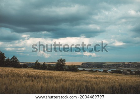 field with ripe ears of barley or wheat against background of cloudy sky before rain, beauty of nature, dramatic landscape