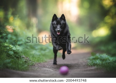 A funny black schipperke puppy with a pink tongue and shining eyes running after a purple ball along a path in a dawn summer forest