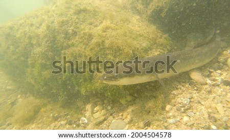 groups of varied river fish