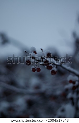 The mature red berries of rowan covered with snow