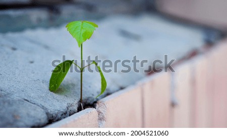 small plant growing through crack in the wall. the tree grows through the concrete. the will to live, the power of nature. macro photo, close-up. a crack in the wall and a small green sprout