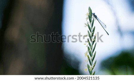Grass with dragonfly at background sky . Silhouette of dragonfly sitting on tip of spikelet grass. blue dragonfly Coenagrionidae. natural blurred background. insect, space for text. soft focus