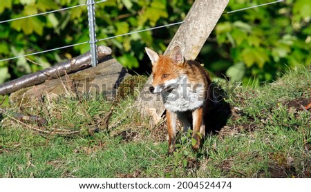 Male fox on the railway tracks near the den