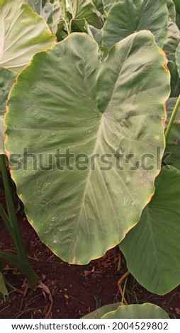 Big leaf of Taro Plant Photos commonly known as Kalo Dasheen or Godere Images Scientific name Colocasia esculenta Pictures also called Arbi Kochu Chempu Alu Kesave Chama Chembu Venti in India 