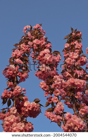 vertical picture of blooming cherry tree
