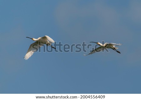 Two Beautiful Eurasian Spoonbill or common spoonbill (Platalea leucorodia)  in flight. Gelderland in the Netherlands. Isolated on a blue background.                                 