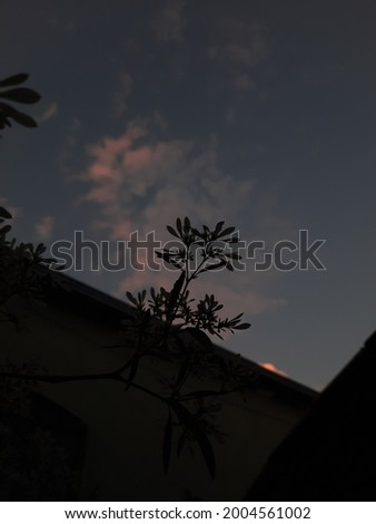 Silhouette of the flower in the sky, with dark shades.
