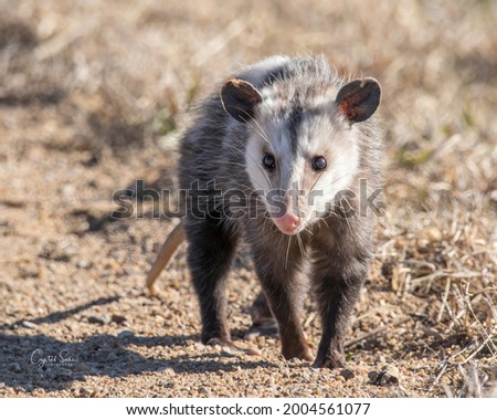 Opossum walking along a single lane deserted road.