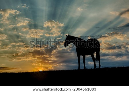 Thoroughbred horse silhouetted at sunrise, Lexington, Kentucky Royalty-Free Stock Photo #2004561083