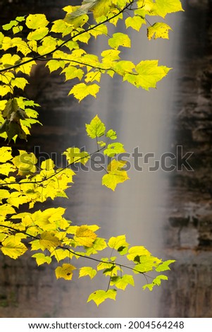 Fall leaves in front of Munising Falls, Pictured Rocks National Lakeshore, Alger County, Upper Peninsula of Michigan near Munising