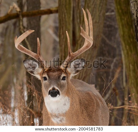 Mature Whitetail buck standing in the hardwoods Royalty-Free Stock Photo #2004581783