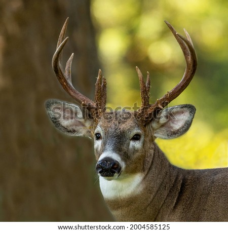 A Mature Whitetail buck portrait Royalty-Free Stock Photo #2004585125