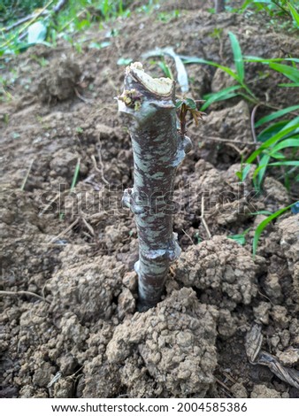 cassava plant seeds and soil as a planting medium