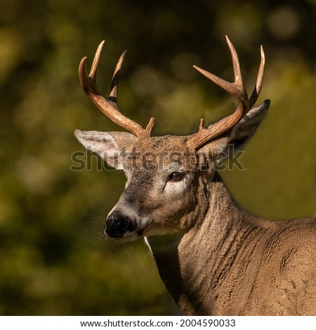 A mature Whitetail buck portrait Royalty-Free Stock Photo #2004590033