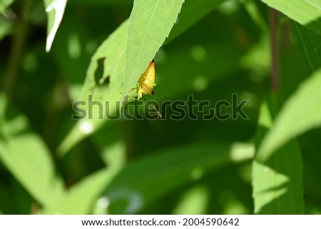 bug on a leaf in the woods in the sunshine