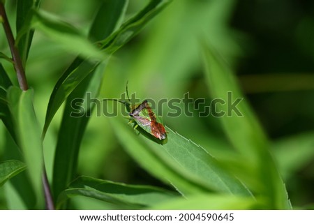 bug on a leaf in the woods in the sunshine