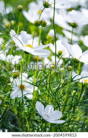 White flowers represent purity and sincerity.