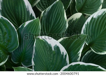 Large green leaves with white stripes of the plant