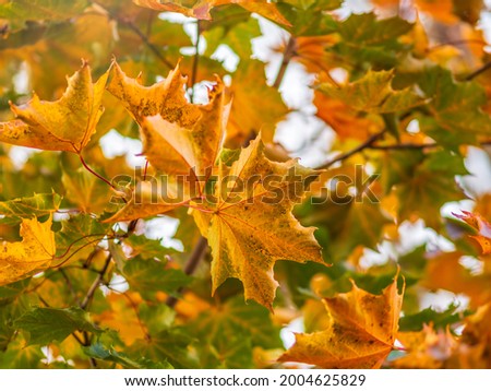 Maple branches with yellow leaves in autumn, in the light of sunset. Dry autumnal leaves background, golden maple tree foliage, bright yellow sun shine, autumn park, seasons change, fall nature