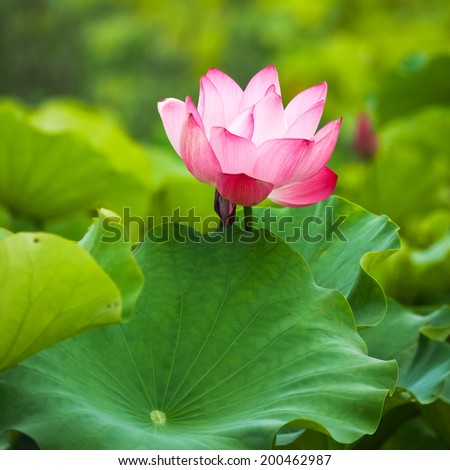 lotus in green leaves